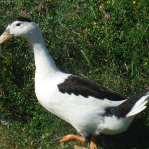 Female Magpie Duck