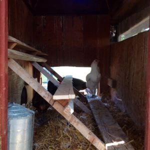 New roosts....nest boxes are next, they will slide in right below the window.