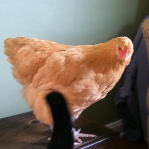 Baby Buff had a bath and blow dry yesterday and the cat came over to visit.  I had to prevent her from pecking him.