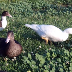 Three young muscovy ducks