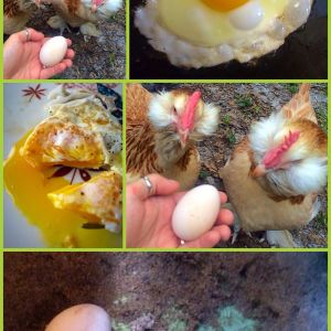 The freshest egg I've ever had!