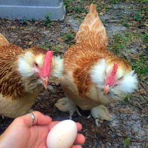 This is the first egg from my flock. It was one of the Faverolles. Nannette on the left. Raye on the right.