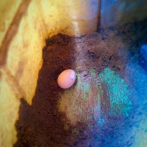 She missed her nest, but I'm happy to have an egg!