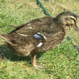 Ettie: Rouen - Just finished a broody stint and ripped out most her feathers.