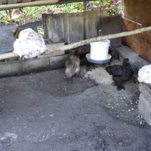 Splash Cochin Hen On roost