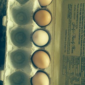 Buff Orpington's eggs