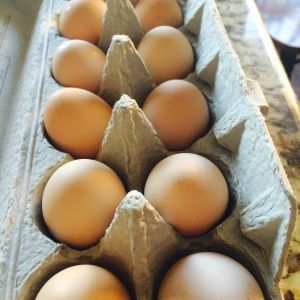My buff Orpington's eggs