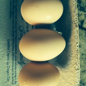 Buff Orpington's