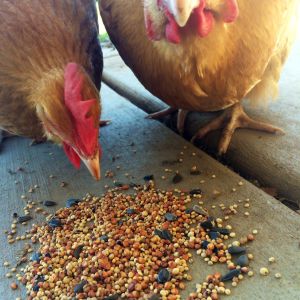 My Buff Orpington's eating wild bird seeds