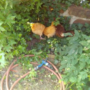 catching bugs by the pond