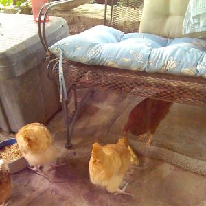 some of my chicken's