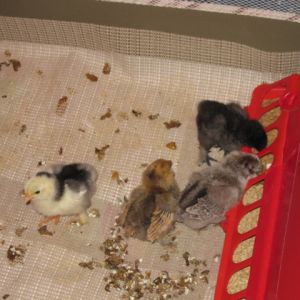 Olive monitoring the food intake and Rose keeping an eye on me and my potentially dangerous photo-taking device