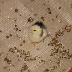 Rose always watching, protecting her sisters