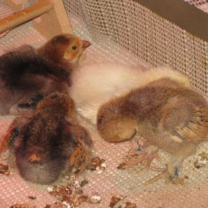 Nap time always comes after dinner time