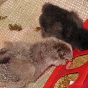 Olive making sure Poppy doesn't take too much