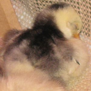 Rose: mottled cochin bantam