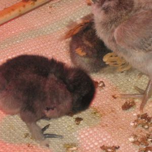 Poppy- sleeping while standing is dangerous