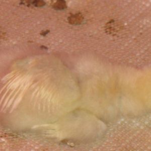 Lily sleeping on her side with wings stretched