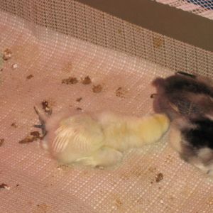 Not sure why she is sleeping like that...