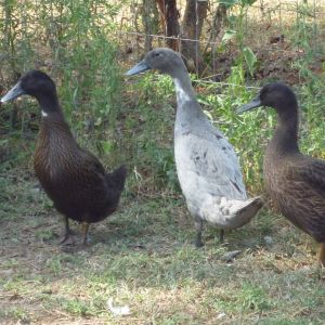 Matt's ducks 1