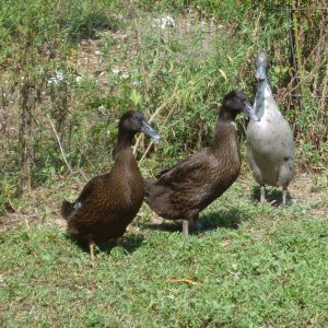 Matt's ducks 2