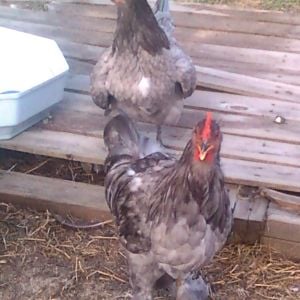 Check out the pantaloons on this Maran Dandy!  She sure is!
BBS/Copper/Choc