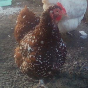 English Jubilee  Orp Hen