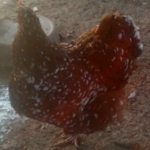 English Jubilee  Orp Hen