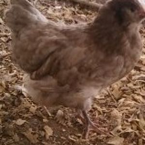Mave AM Pullet split for silkied feather