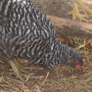 My 2 month old Barred rock