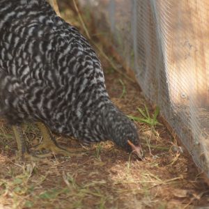 My 2 month old Barred Rock