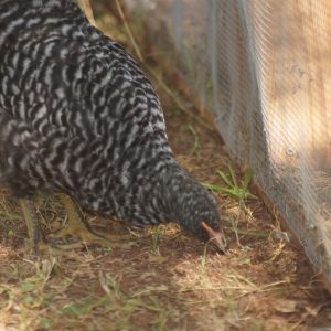 My 2 month old Barred Rock