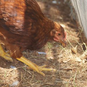 3 month old Rhode Island Red
