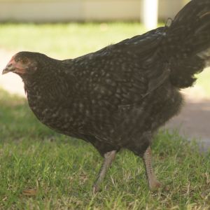 My 2.5 month old Marans