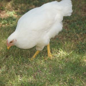 Another of my White Leghorn