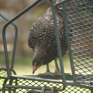 My Marans checking out the Chair