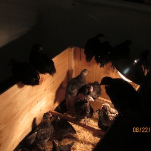 Our Marans and Olive Egger Babies at Appx. a month old