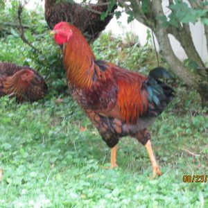 Our Gold Lace Wyandotte Rooster purchased in March 2014 as a chick with his hens and late brother who succumb to a hawk.