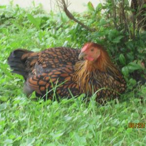 Momma Hen