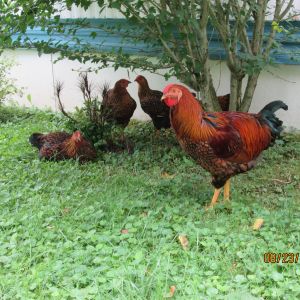 The Gold Laced Wyandotte flock the fifth bird is playin hide and go seek behind the tree