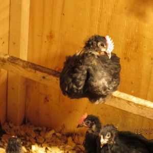 A little Marans roo