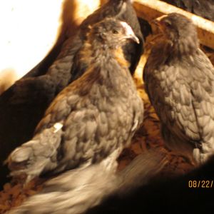 Our Two Blue OE Hens