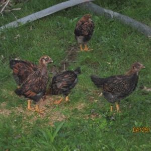 Our Gold Laced Wyandottes as Babies