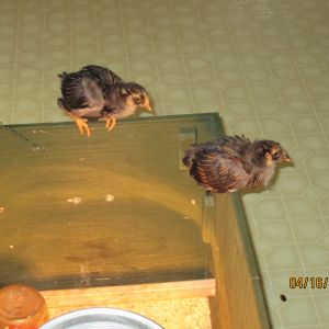 The Little Wyandottes