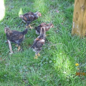 Checking out underside of their unfinished coop