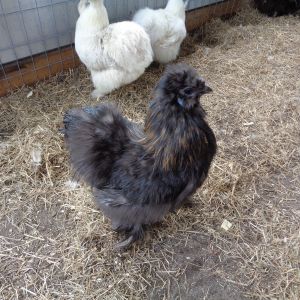Black rooster with red hackles