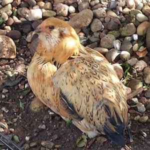 Ameraucana- Called Hawkie