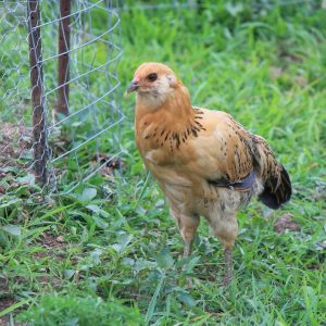 Ameraucana- Hawkie, will not come by you.