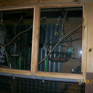 budgie and finch aviary