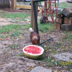 big red eatin his fill